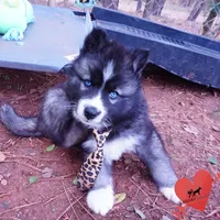 AKC Agouti, a female Siberian Husky for sale in Anderson, SC – Photo 5 of 10