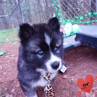 AKC Agouti, a female Siberian Husky for sale in Anderson, SC – Photo 4 of 10