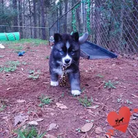 AKC Agouti, a female Siberian Husky for sale in Anderson, SC – Photo 8 of 10