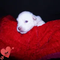 White AKC OFA, a male Siberian Husky for sale in Anderson, SC – 2 of 10