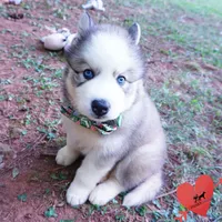 AKC OFA & Embark Parents, a male Siberian Husky for sale in Anderson, SC – 5 of 10