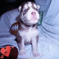 OFA & AKC Red/white, a male Siberian Husky for sale in Anderson, SC – 5 of 9