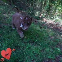 AKC Solid Brown OFA, a female Siberian Husky for sale in Anderson, SC – 7 of 10