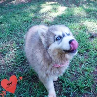 Embark, AKC, & OFA, a female Siberian Husky for sale in Anderson, SC – 9 of 10