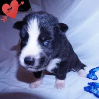 Iceman - Black/white, a male Siberian Husky for sale in Anderson, SC – 3 of 10