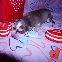 Red/white AKC OFA, a male Siberian Husky for sale in Anderson, SC – Photo 2 of 7