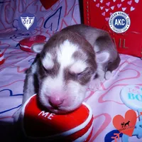 Red/white AKC OFA, a male Siberian Husky for sale in Anderson, SC – Photo 1 of 7