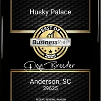 Red/white AKC OFA, a male Siberian Husky for sale in Anderson, SC – Photo 6 of 7