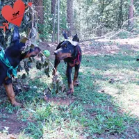 Ear cropped AKC Euro OFA & Embark, a male Doberman Pinscher for sale in Anderson, SC – 6 of 10