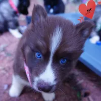 Embark & OFA Tested Parents, a male Siberian Husky for sale in Anderson, SC – 5 of 10