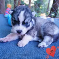 OFA & Embark Tested Parents - Usopp, a male Siberian Husky for sale in Anderson, SC – 6 of 10
