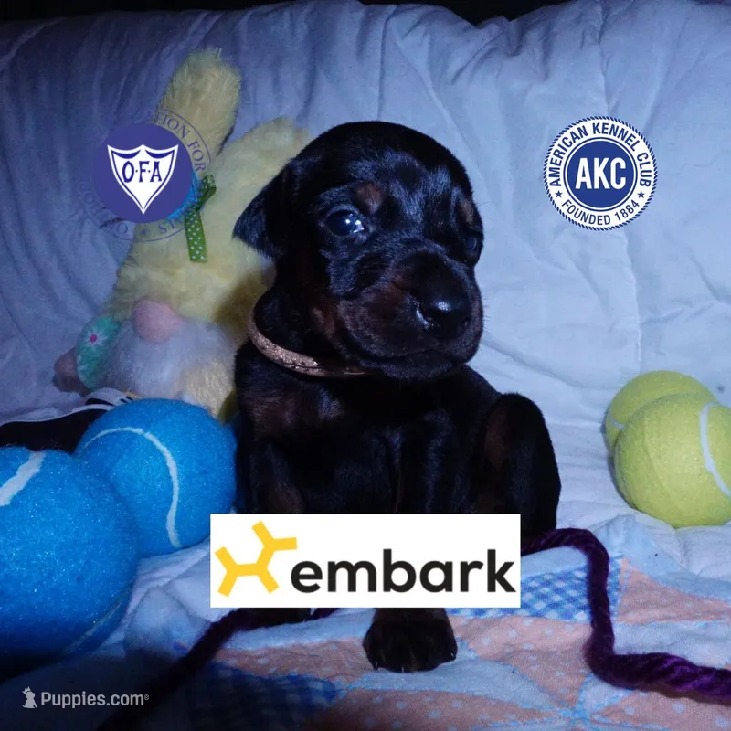 AKC Euro OFA & Embark – Doberman Pinscher puppy for sale in Anderson, SC