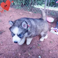 OFA & Embark Tested Parents, a male Siberian Husky for sale in Anderson, SC – 7 of 10
