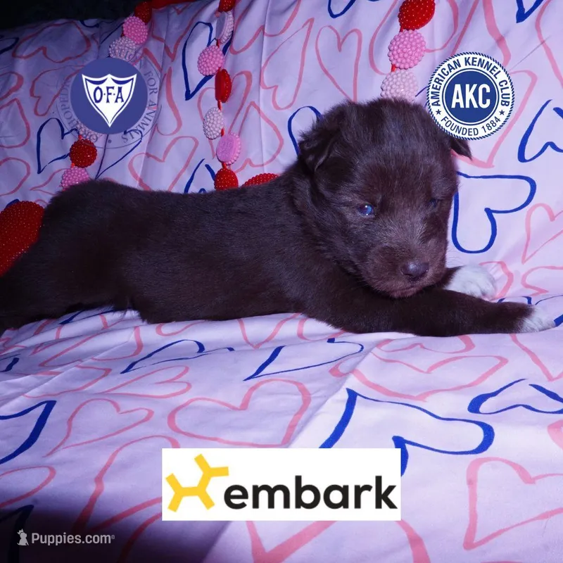 OFA Embark AKC Solid Brown