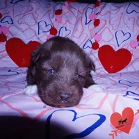 OFA Embark AKC Solid Brown, a female Siberian Husky for sale in Anderson, SC – Photo 8 of 10