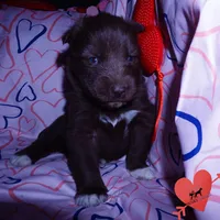 OFA Embark AKC Solid Brown, a female Siberian Husky for sale in Anderson, SC – Photo 6 of 10