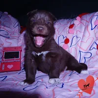 OFA Embark AKC Solid Brown, a female Siberian Husky for sale in Anderson, SC – Photo 4 of 10