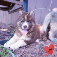 Embark & OFA Tested Parents, a male Siberian Husky for sale in Anderson, SC – 4 of 10