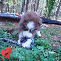 AKC Ready in April, a male Siberian Husky for sale in Anderson, SC – Photo 4 of 10