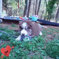 AKC Ready in April, a male Siberian Husky for sale in Anderson, SC – Photo 2 of 10