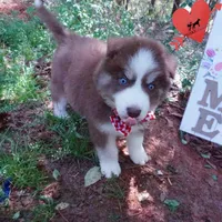 AKC Ready in April, a male Siberian Husky for sale in Anderson, SC – Photo 7 of 10