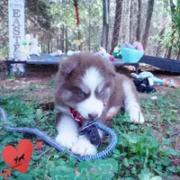 AKC Ready in April, a male Siberian Husky for sale in Anderson, SC – Photo 5 of 10
