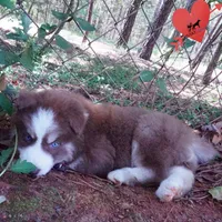 AKC Ready in April, a male Siberian Husky for sale in Anderson, SC – Photo 6 of 10