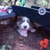 AKC Ready in April, a male Siberian Husky for sale in Anderson, SC – Photo 1 of 10