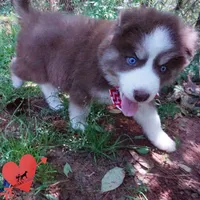 AKC Ready in April, a male Siberian Husky for sale in Anderson, SC – Photo 8 of 10