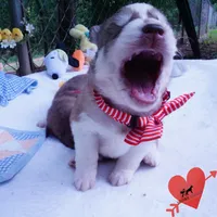 AKC Prada - Red/white OFA & Embark, a female Siberian Husky for sale in Anderson, SC – 6 of 10