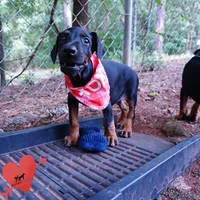 Full Euro, OFA, Embark, & AKC, a female Doberman Pinscher for sale in Anderson, SC – 9 of 10