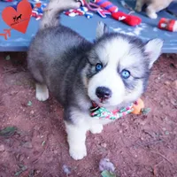 OFA & Embark Tested Parents, a male Siberian Husky for sale in Anderson, SC – 6 of 10