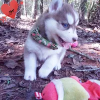 OFA & AKC - Hades, a male Siberian Husky for sale in Anderson, SC – 7 of 10