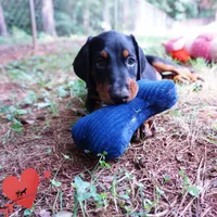 AKC Euro OFA & Embark - Amon, a male Doberman Pinscher for sale in Anderson, SC – 6 of 10