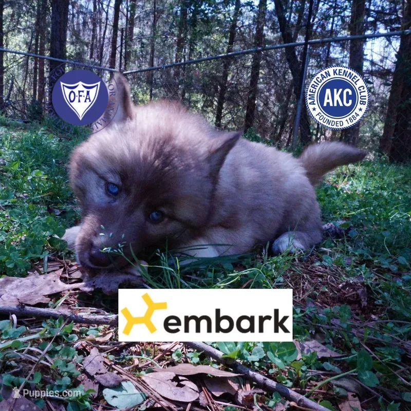 AKC Solid Brown – Siberian Husky puppy for sale in Anderson, SC