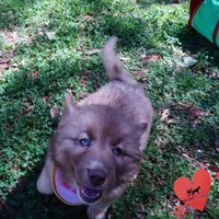AKC Solid Brown, a female Siberian Husky for sale in Anderson, SC – Photo 5 of 10
