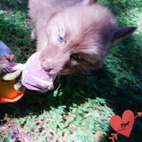 AKC Solid Brown, a female Siberian Husky for sale in Anderson, SC – Photo 2 of 10