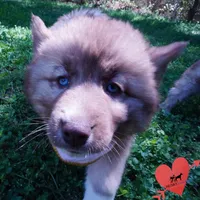AKC Solid Brown, a female Siberian Husky for sale in Anderson, SC – Photo 4 of 10