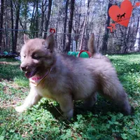 AKC Solid Brown, a female Siberian Husky for sale in Anderson, SC – Photo 6 of 10