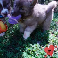 AKC Solid Brown, a female Siberian Husky for sale in Anderson, SC – Photo 7 of 10