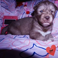 Solid Brown AKC OFA Tested, a female Siberian Husky for sale in Anderson, SC – Photo 4 of 10