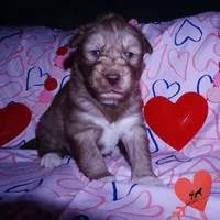 Solid Brown AKC OFA Tested, a female Siberian Husky for sale in Anderson, SC – Photo 2 of 10