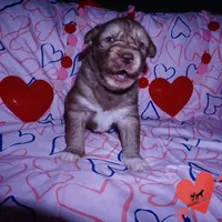 Solid Brown AKC OFA Tested, a female Siberian Husky for sale in Anderson, SC – Photo 5 of 10