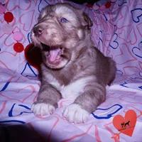 Solid Brown AKC OFA Tested, a female Siberian Husky for sale in Anderson, SC – Photo 6 of 10