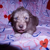 Solid Brown AKC OFA Tested, a female Siberian Husky for sale in Anderson, SC – Photo 8 of 10