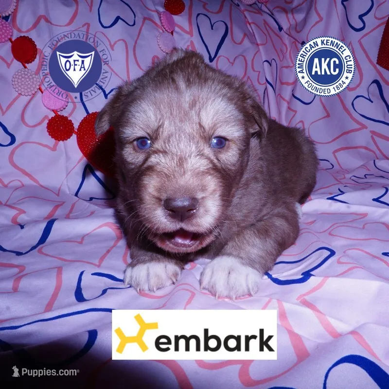 Solid Brown AKC OFA Tested