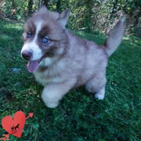 Embark & OFA Tested Parents, a male Siberian Husky for sale in Anderson, SC – Photo 7 of 10