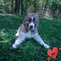 Embark & OFA Tested Parents, a male Siberian Husky for sale in Anderson, SC – Photo 6 of 10