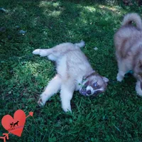 Embark & OFA Tested Parents, a male Siberian Husky for sale in Anderson, SC – Photo 4 of 10