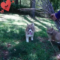 Embark & OFA Tested Parents, a male Siberian Husky for sale in Anderson, SC – Photo 8 of 10